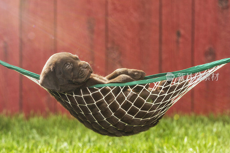 一只巧克力色的拉布拉多小狗在外面的吊床上睡觉——5周大
