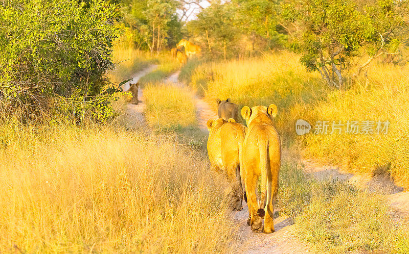 一群非洲狮在晨曦中走在一条土路上
