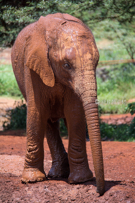 肯尼亚:非洲丛林象
