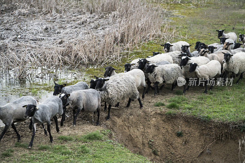 绵羊农场