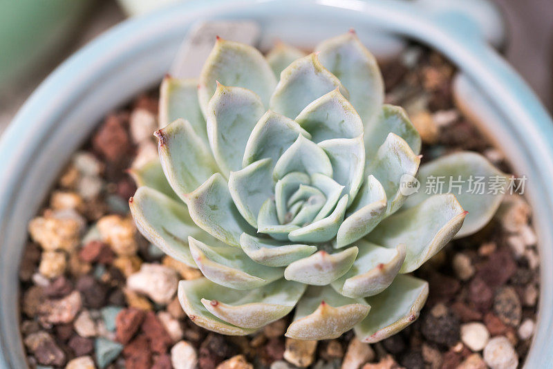 多肉植物生长在家里的瓷盆里