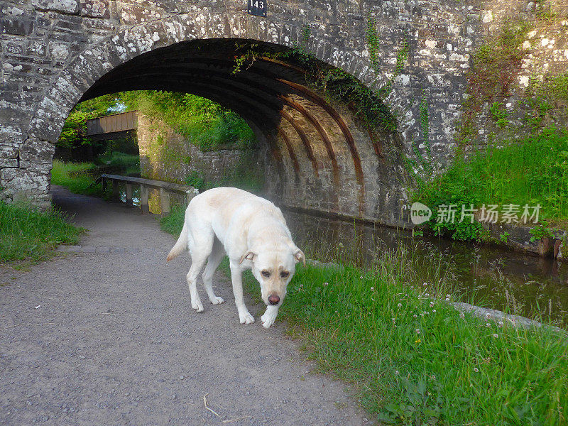 英国运河上的拉布拉多寻回犬