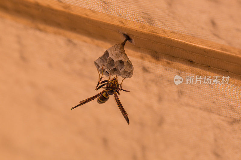 黄茄克黄蜂正在筑巢