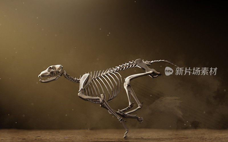 灰狗的骨骼在土路上奔跑，解剖正确的骨骼结构和姿势