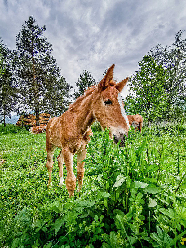 阴天草地上的小马驹