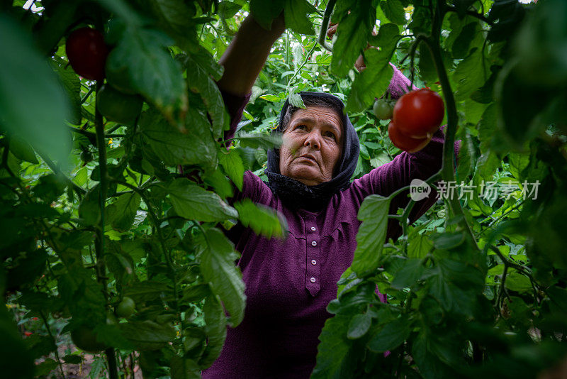 采摘成熟番茄的妇女