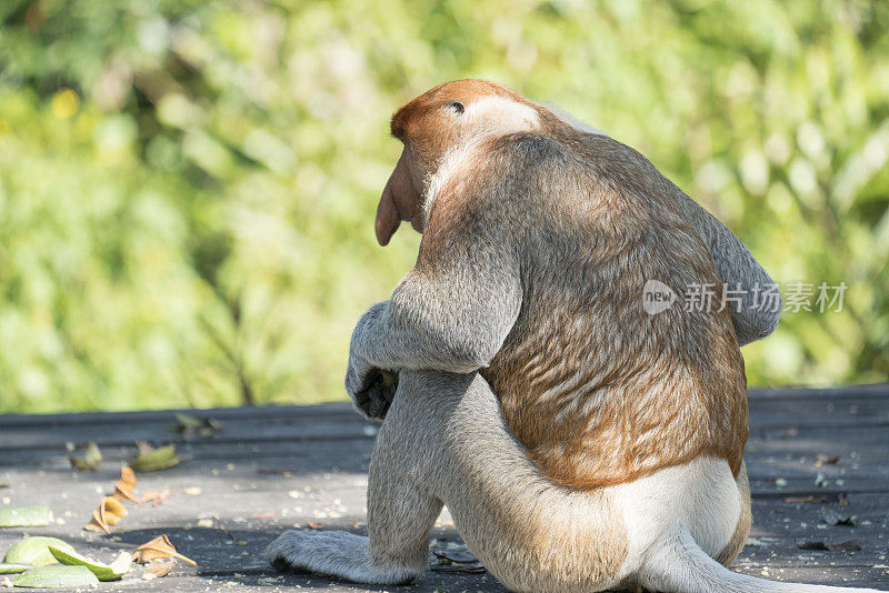 长鼻猴在马来西亚婆罗洲丛林边缘的进食平台上进食
