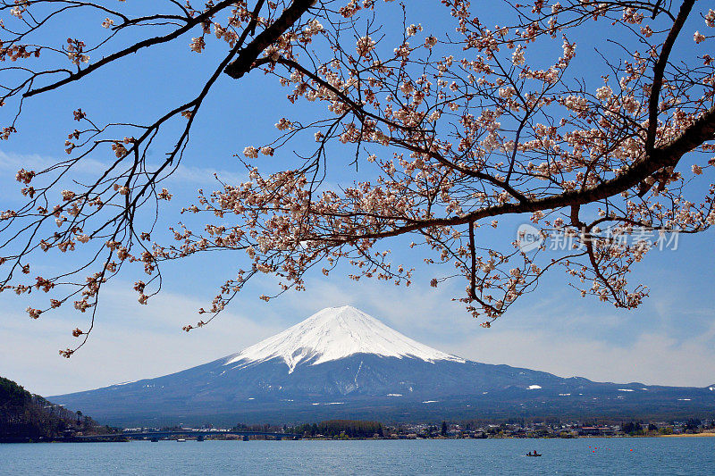 富士山和川口湖的樱花