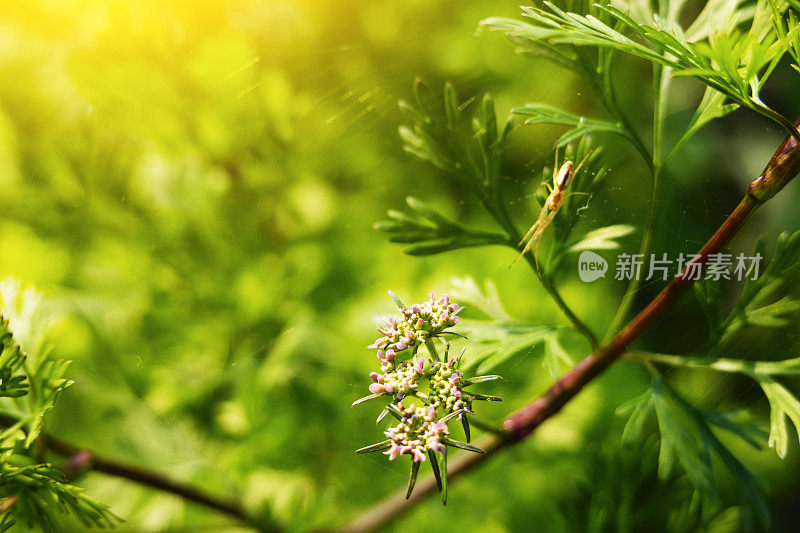 香菜在阳光下的春天在农田里开花