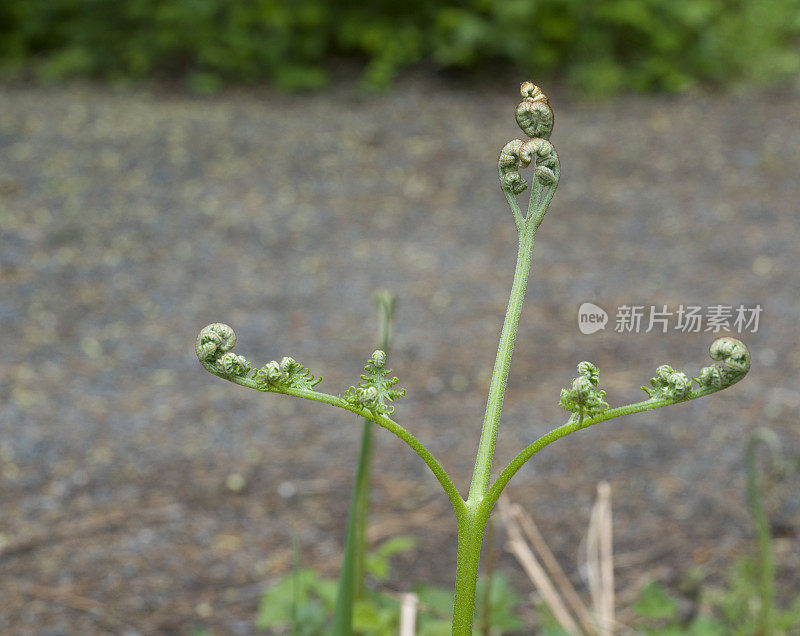 在季节性蕨类生长中展开的蕨类