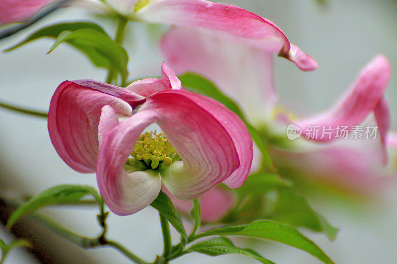 山茱萸花的极端特写照片，被花瓣状苞片包围