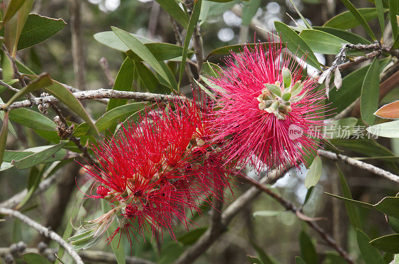 红色和粉红色的花萼树或澳大利亚本土的瓶刷