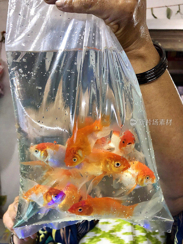 在宠物店买金鱼时，举起一个透明的塑胶袋，里面装着橙白相间的淡水金鱼
