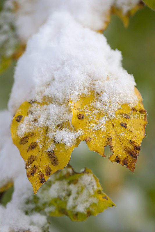 秋天，冰雪覆盖着黄叶