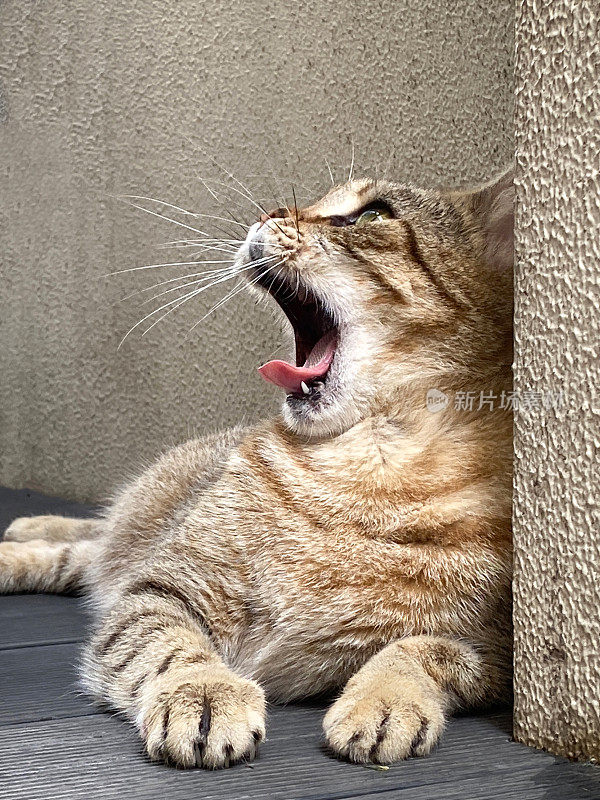 那只躺着的猫抬起头，张开了嘴。