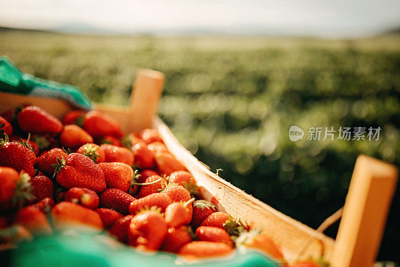 草莓农场