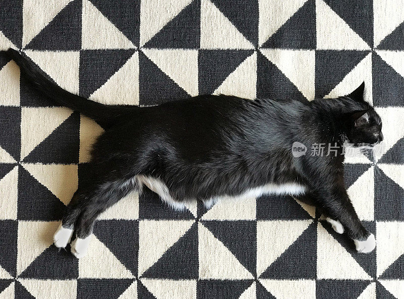 燕尾服猫混入，放松在黑白地毯上