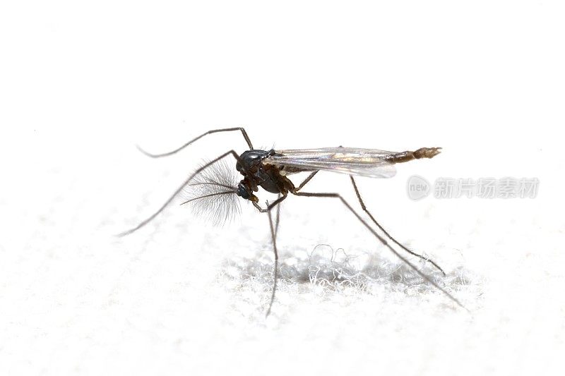 雄蚊(Chironomidae)