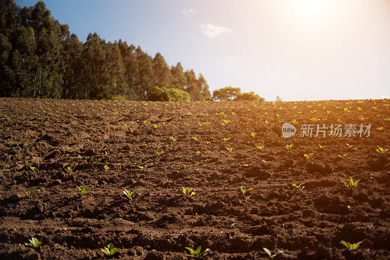 烟草种植园。