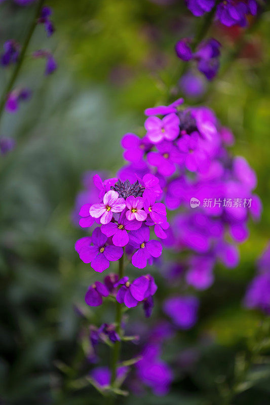 花园里长着鲜艳的洋红色花朵