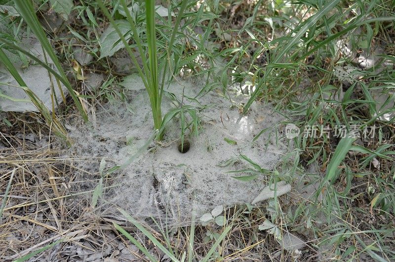 绿草或植物中的大蜘蛛网