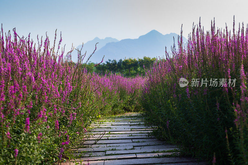 32、通往鼠尾草花海之路