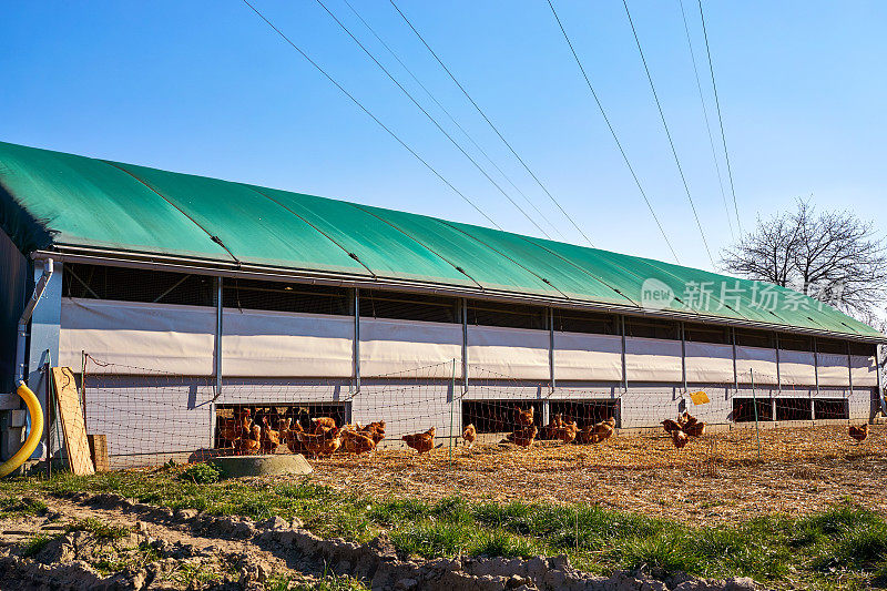 移动鸡舍与鸡在一个有机农场。