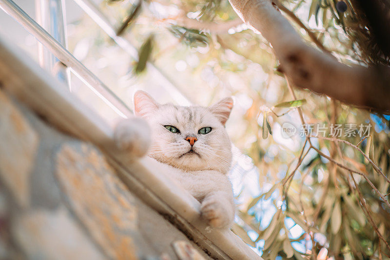 阳台上的英国短毛猫