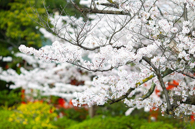 日本京都的白色樱花盛开