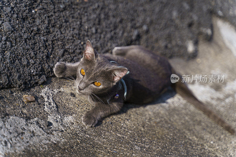 一只优雅的灰猫在泰国普吉岛的路上瑟瑟发抖