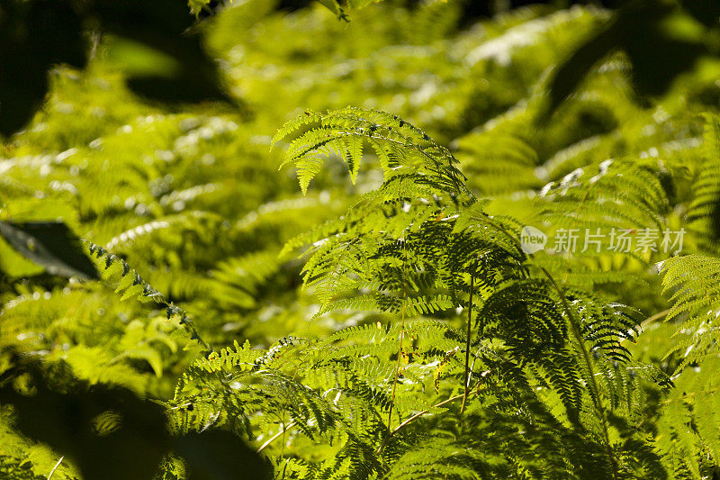 抽象背景与新鲜的绿色蕨类在随机模式