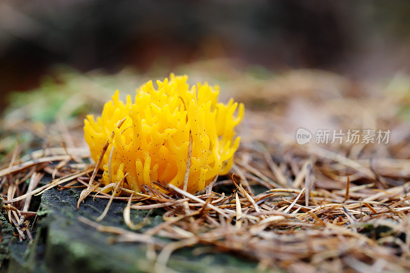 木耳(粘Calocera)