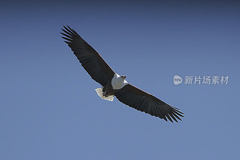 非洲Fish-Eagle