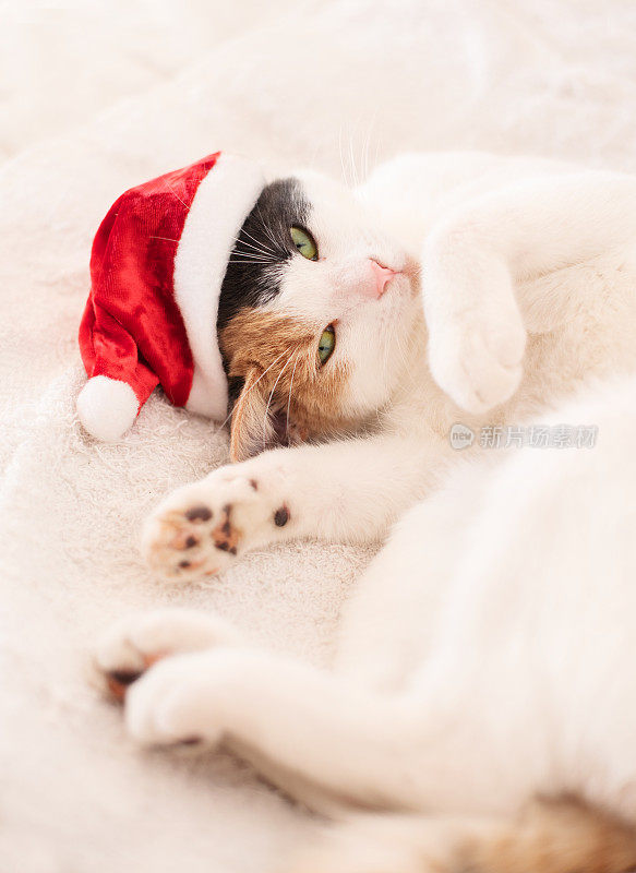 可爱的小猫躺在地毯上，戴着圣诞老人的小帽子