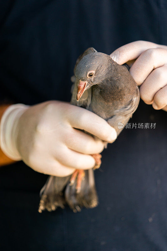 人手中的鸽子