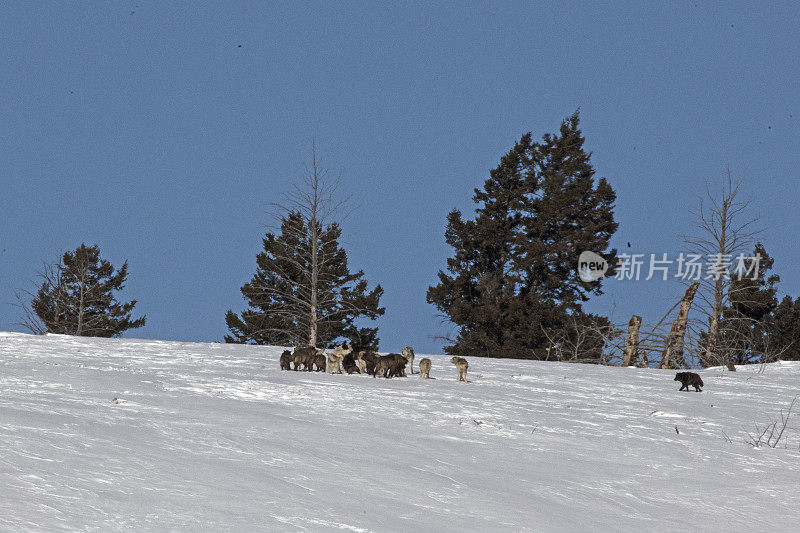 狼群和狼群在白雪覆盖的山顶上
