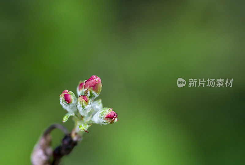 苹果花味蕾