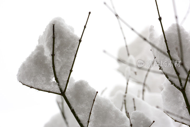 冬天的雪落在光秃秃的树枝上