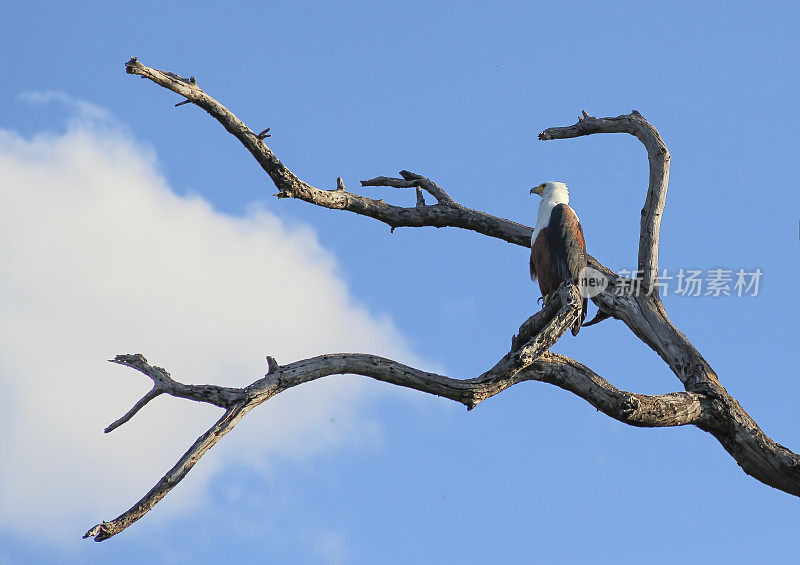 非洲Fish-Eagle