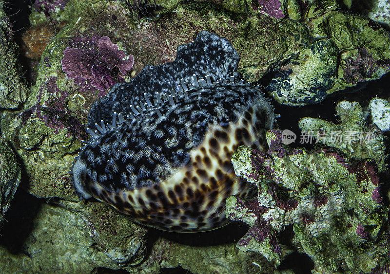 虎螺，是一种虎螺，一种大型海螺，一种海螺科的海洋腹足类软体动物。夏威夷毛伊岛,