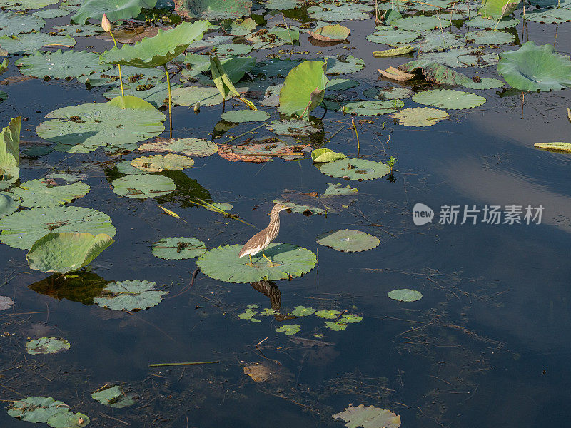 缅甸茵莱湖，鸟儿在睡莲上漫步