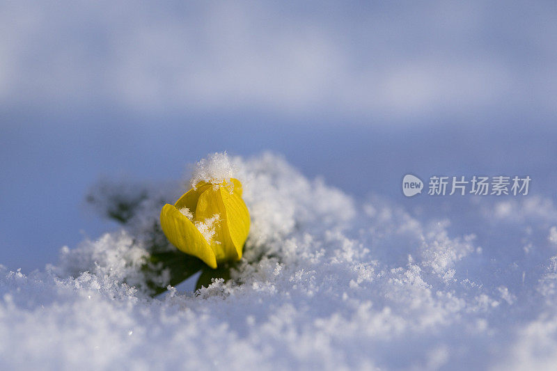 冬附子在花在花园里的雪