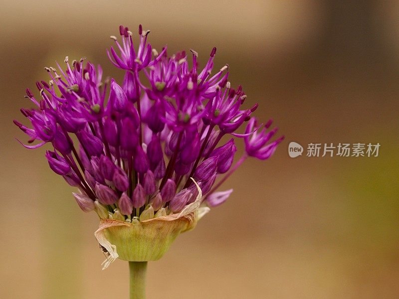 葱属植物