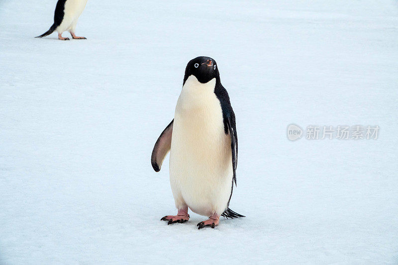 南极冰面上的阿德利企鹅