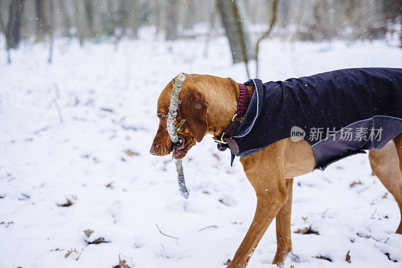 狗在雪地里玩棍子