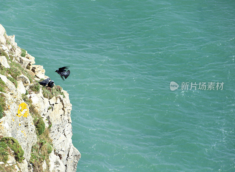 寒鸦沿着英国多塞特郡的侏罗纪海岸来到波贝克岛的陆地上