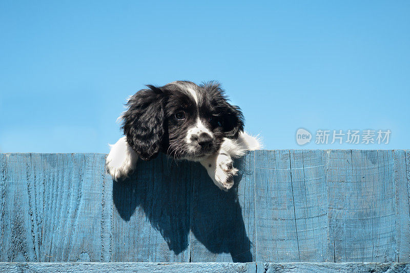 在栅栏上，一只漂亮的黑白相间的西班牙猎犬在蓝色的栅栏上向外张望，映衬着蓝色的天空，就像一幅夏日的图画。