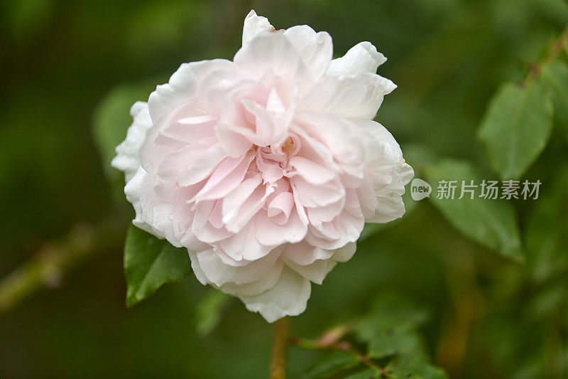 粉红色康乃馨花宏与雨滴