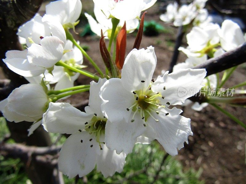 日本。3月。樱花开花。特写镜头。