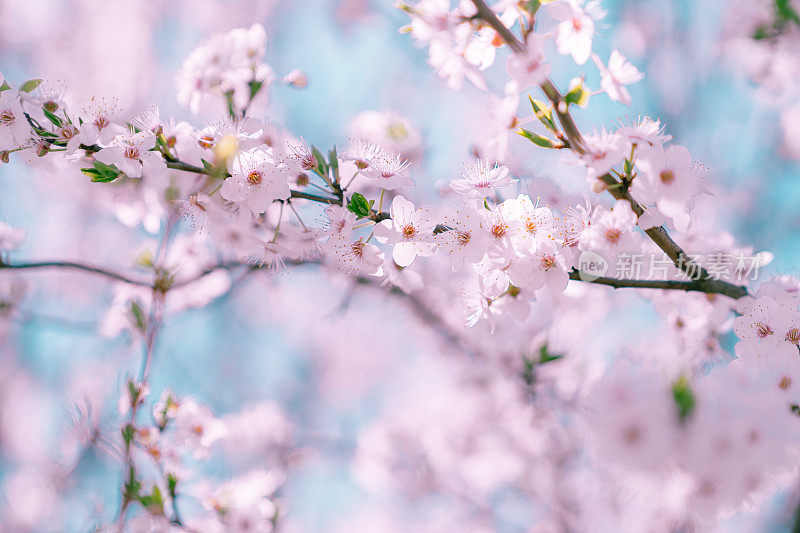 桃李树花特写。